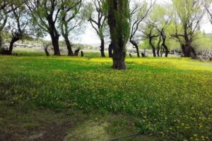 Fiesta de La mujer de campo