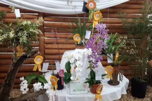 Fiesta Nacional De La Orquidea