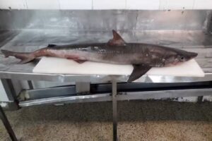 Margarita Desayunos Mar del Plata