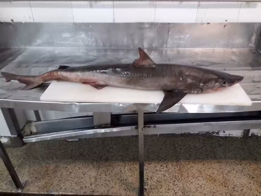 Margarita Desayunos Mar del Plata